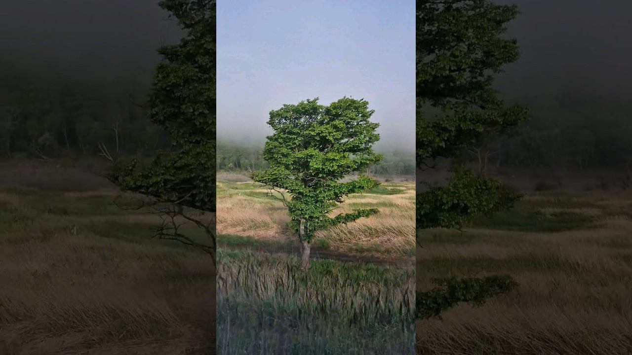 Поездная романтика #жизньвовремяпутешествий #песковыпутешествуют #владивосток #2024 смотреть онлайн