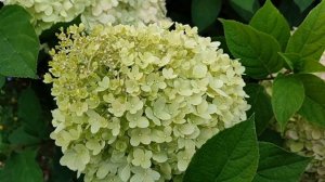 Метельчатая гортензия Лаймлайт