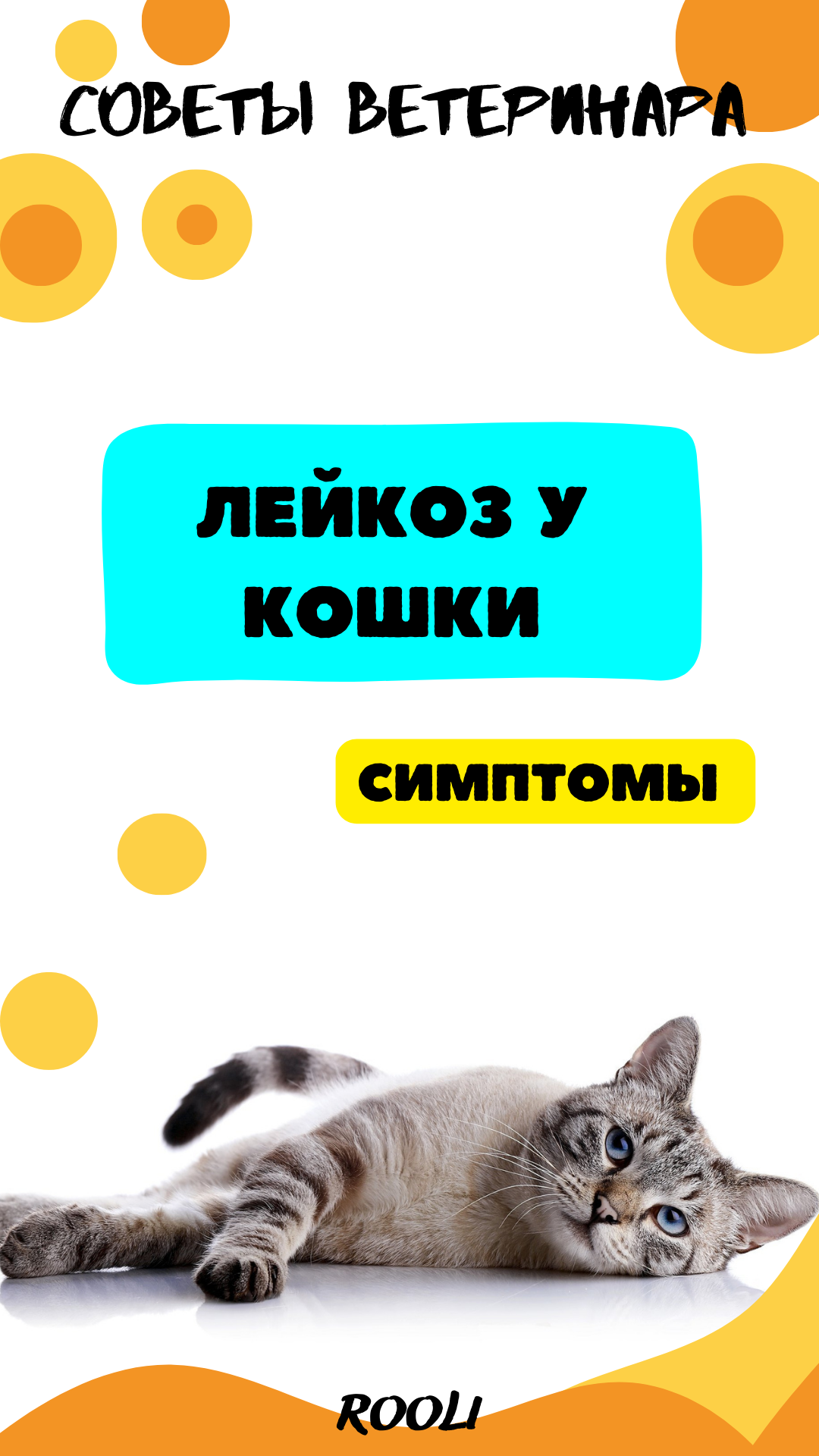 Лейкоз у кошки. Симптомы лейкоза у питомца - кошки. смотреть онлайн