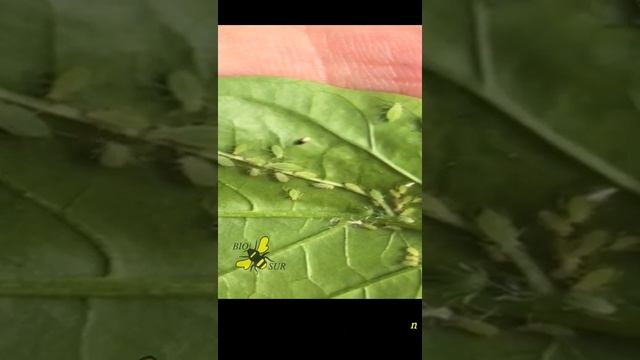 Biosur. Control Biologico Sobre Pulgón. Aphelinus