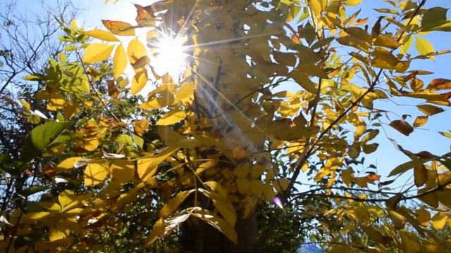 ФУТАЖ Осень Красивое осеннее дерево Желтые листья смотреть онлайн