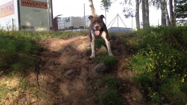 Серый (Шера+Оскар), 1 год, Финляндия 2013 смотреть онлайн