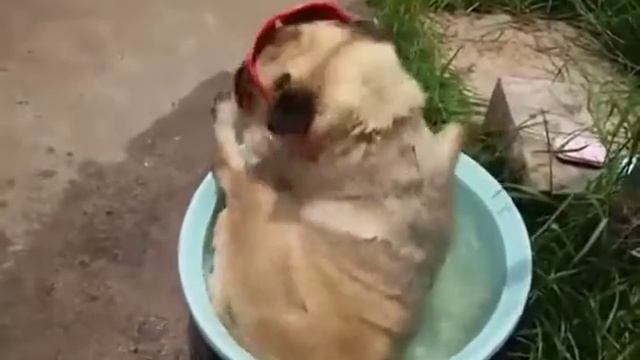 Спящая собака смотреть онлайн