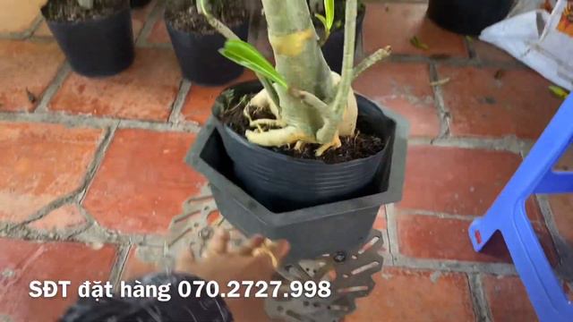 Cây hoa sứ củ vàng màu vàng đậm cây zin đẹp (14/6). Liên hệ: 070.2727.998 - 0867915218 Trung Lê смотреть онлайн