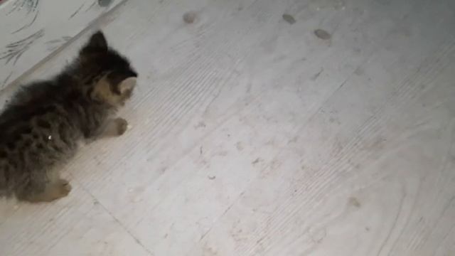 SAVE ME Rescue Hissing Feral Cat Falls In Love With The Guy Who Rescued Him | The Kittens Cat Craz смотреть онлайн