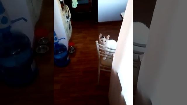 Кушаем без меры.Даже вмешательство доктора не помогло.) смотреть онлайн