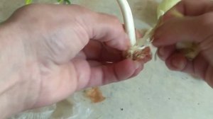 У вас пророс лук.  Что делать? используйте без отходов