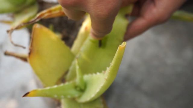 Amazing [ Mango Cutting ] Propagation in Aloe Vera - gardening tricks смотреть онлайн
