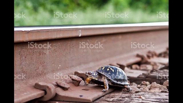 Japanese Railway Workrs he is save the Turtle lifed смотреть онлайн