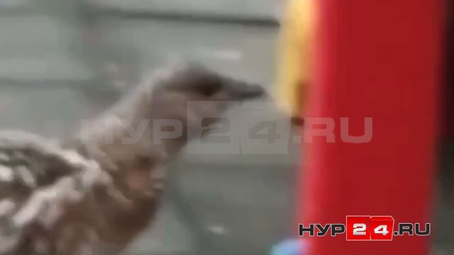 В Лабытнанги самка глухаря разгуливает по площадке детского сада смотреть онлайн