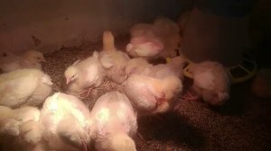 Почему дохнут бройлеры и как этого избежать...