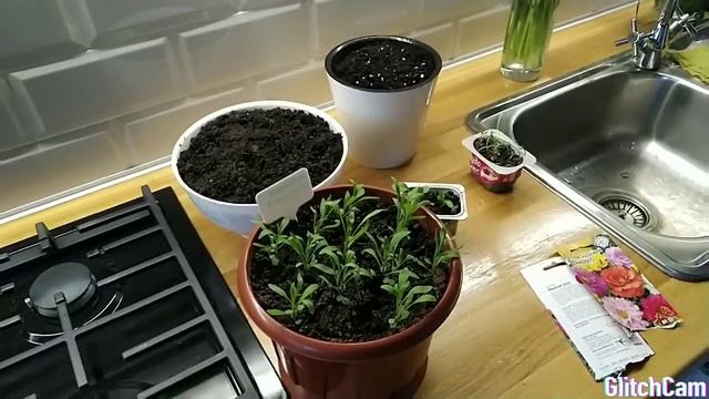 Сажаю на открытом балконе. Часть 4. Карликовая астра,портулак смотреть онлайн