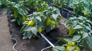 Автоматический полив в теплице своими руками