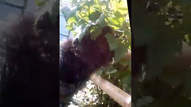 собака ест смородину смотреть онлайн