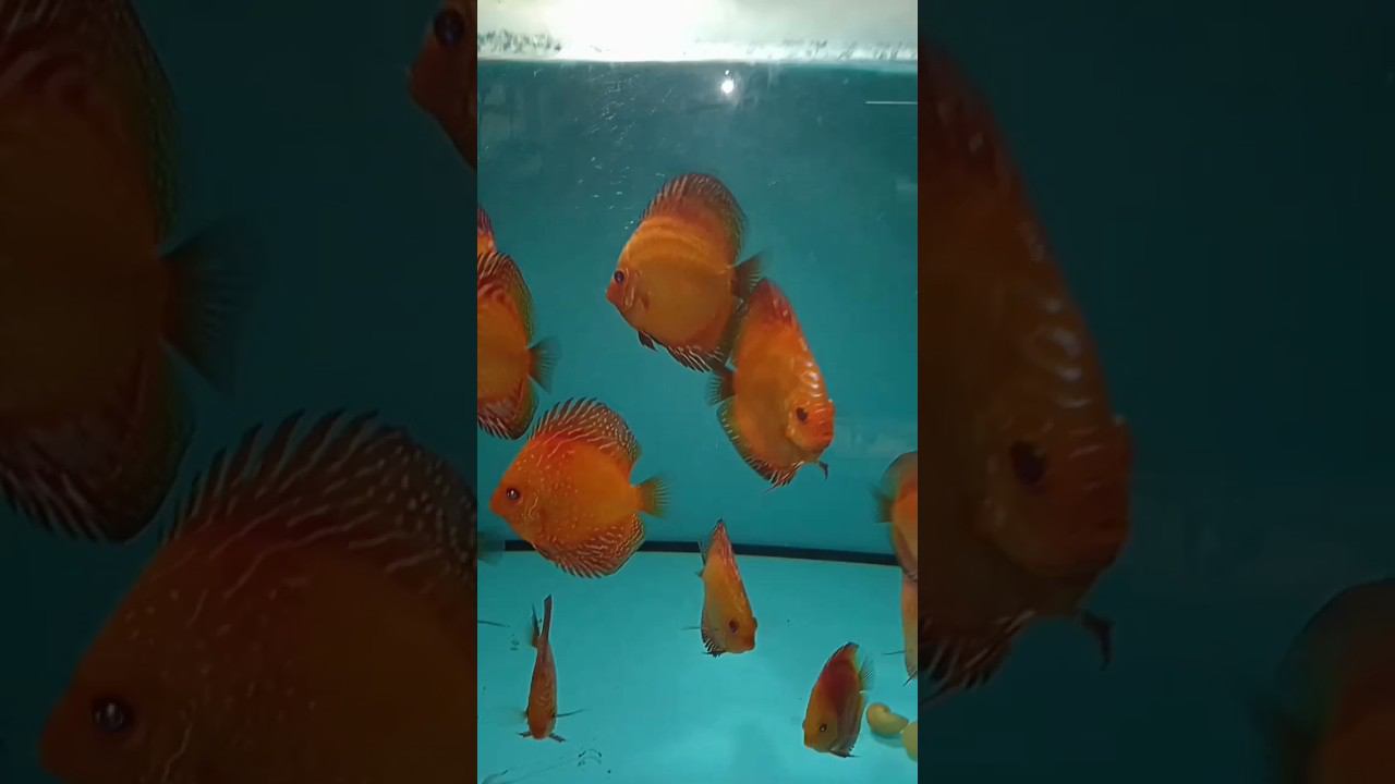Мальки и подростки Дискусов #aquarium #аквариум #аквариумныерыбки #дискусы #shorts смотреть онлайн