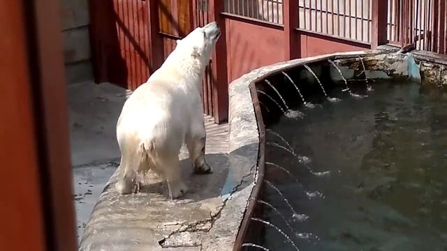 Мишки кушают смотреть онлайн