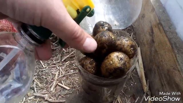 КАК УСКОРИТЬ ВСХОЖЕСТЬ И СОЗРЕВАНИЕ КАРТОФЕЛЯ! смотреть онлайн