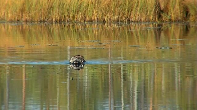 Собака енотовидная на воде. Swimming Raccoon dog. смотреть онлайн