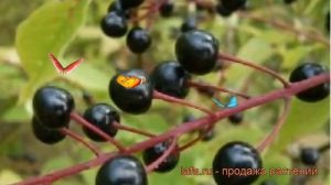 Черемуха кистевая (обыкновенная) Чемальская Красавица ? обзор: как сажать, саженцы черемухи