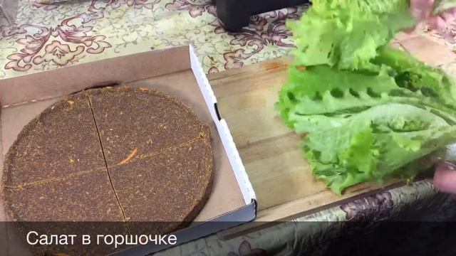 Сыроедная пицца рецепт (кедровая) смотреть онлайн