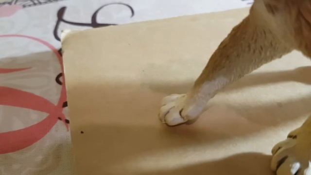 Обзор фигурки смилодона фаталис (CollectA, 2015) смотреть онлайн