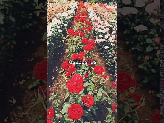 Черная магия @rose_bushes161 смотреть онлайн