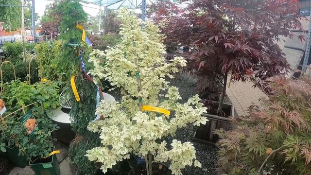 Shopping For a North Facing Garage Hedge! смотреть онлайн