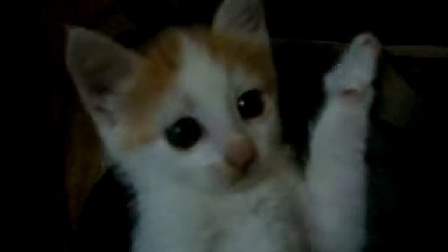 Танцы под дулом объектива Х смотреть онлайн