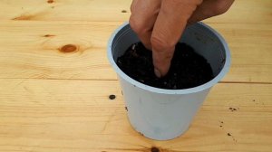 Зефирантес (Таиланд) урожай 2019г. Посадка. Посев семян