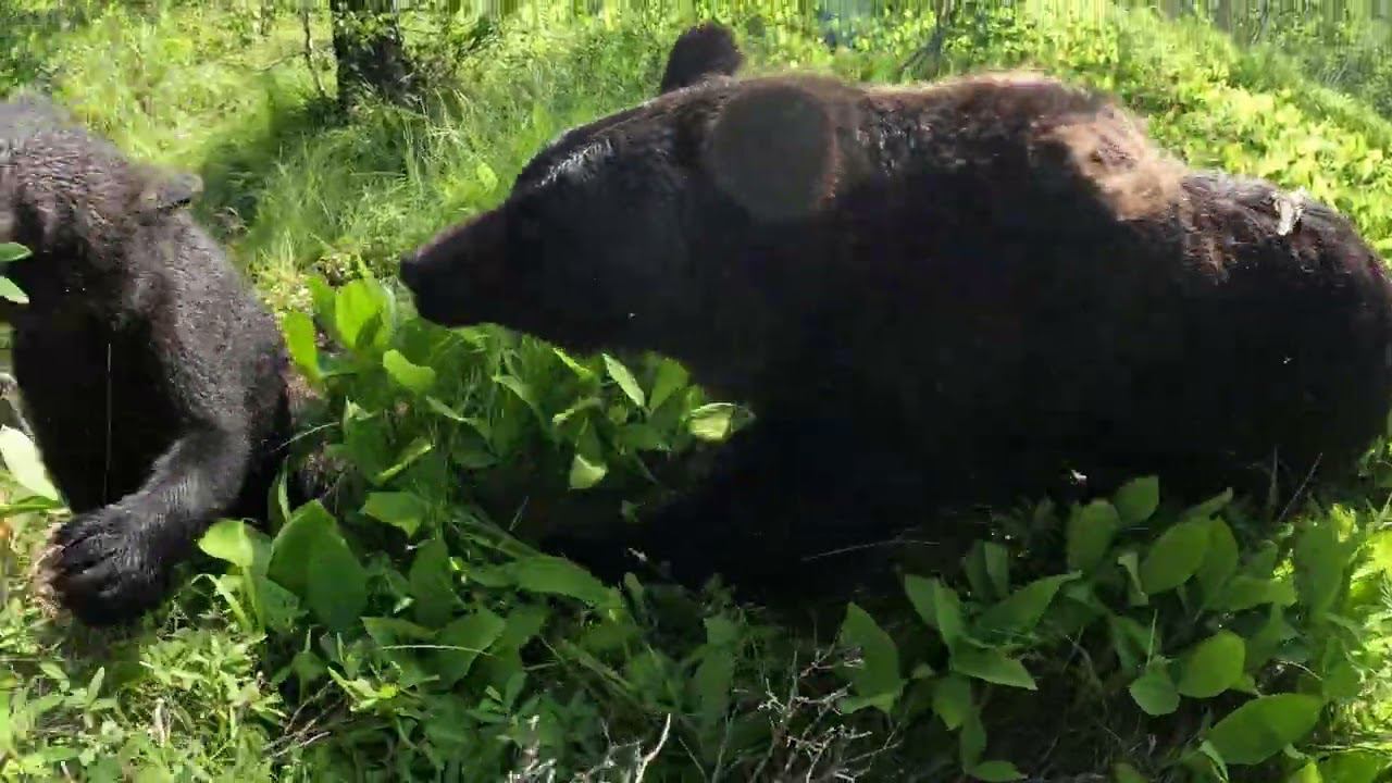 Едим с медведями жимолость. смотреть онлайн