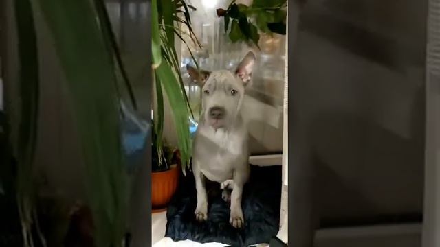 Продаются щенки 🐶 ТАЙСКИЙ РИДЖБЕК! Доставка возможна в любой регион. 89967710554 SALE PETS RUSSIA