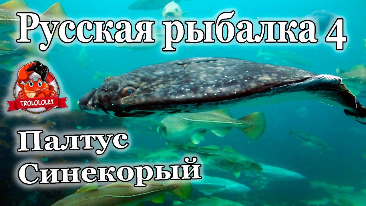 Русская рыбалка 4. Палтус синекорый. Трофей. Мировой рекорд недели. смотреть онлайн