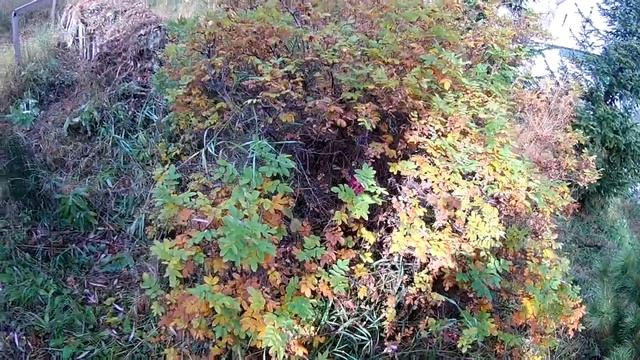 Три "одинаково-разных" дачных участка! смотреть онлайн