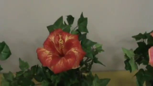 Lone Star Hibiscus Show April 24, 2010 смотреть онлайн
