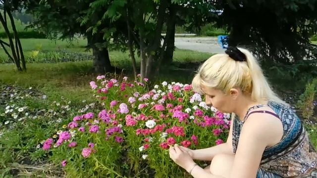 ?Турецкая гвоздика . Выращивание и уход ? смотреть онлайн