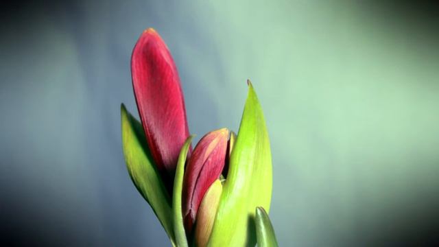Amaryllis Time lapse - bloom смотреть онлайн