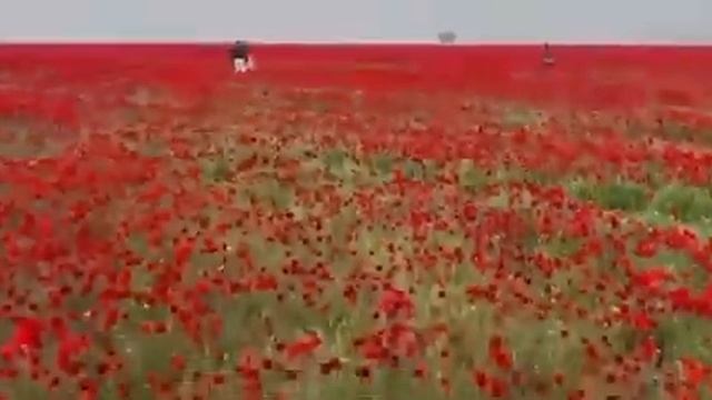 Республика Дагестан Кумтакалинский район Новая Урада То самое маковое поле. смотреть онлайн