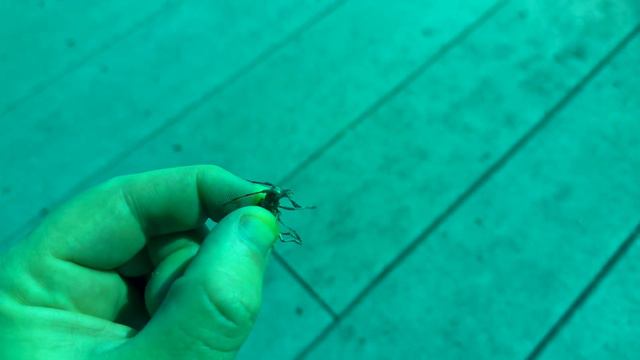 I Light Trapped for 3 HOURS - Heres What Came To The Trap смотреть онлайн
