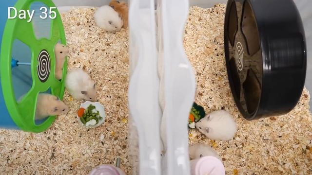 Learn How Baby Hamsters Grow: 0-100 Days! смотреть онлайн