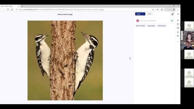 Backyard Birding 101: Who Is That/Zoom Workshop смотреть онлайн