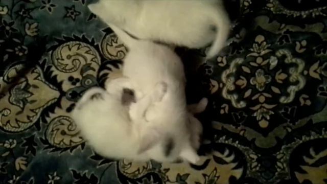 Спец подразделение белые коты