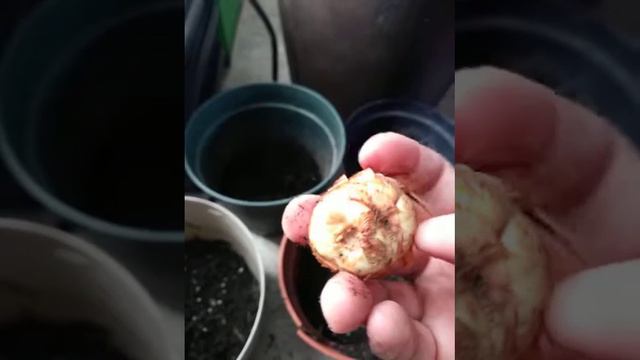 Potting some dollar store bulbs...No more snow!!! смотреть онлайн