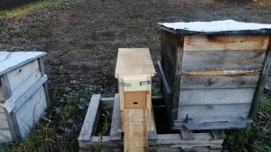 Привёз пчелопакеты, Карника  от Андрея Ефименко