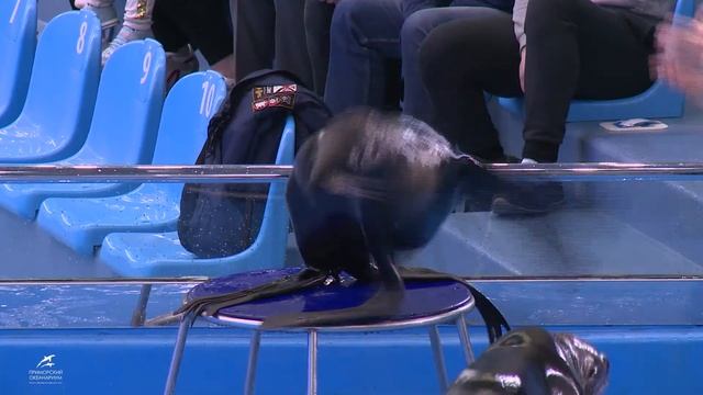 выступление котиков апрель смотреть онлайн