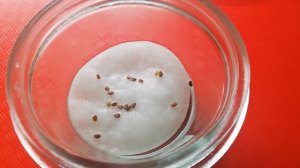 Иберис Обязательно посадите в саду эти цветы