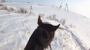 Охота с борзыми. Февраль. Съёмка камерой GoPro.