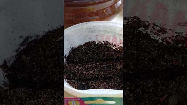 Жемчужный лук#алтайская фазенда смотреть онлайн