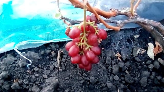 Виноград Исполин и Пёстрый на 26 сентября 2018 смотреть онлайн