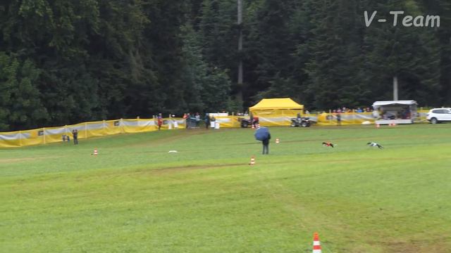 European Coursing Championship 2017. DIANA NOIR (EE) - FLORANCE BLUE (RU). Whippets. смотреть онлайн