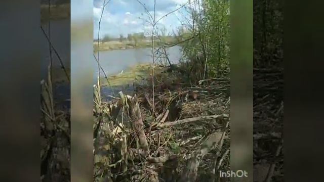 asmr очищаю берег после зимы familyglamp Куликово Поле 🤭 смотреть онлайн